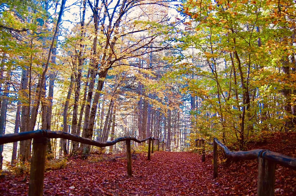itinerario umbro, foliage, bosco di san francesco, assisi, umbriareport